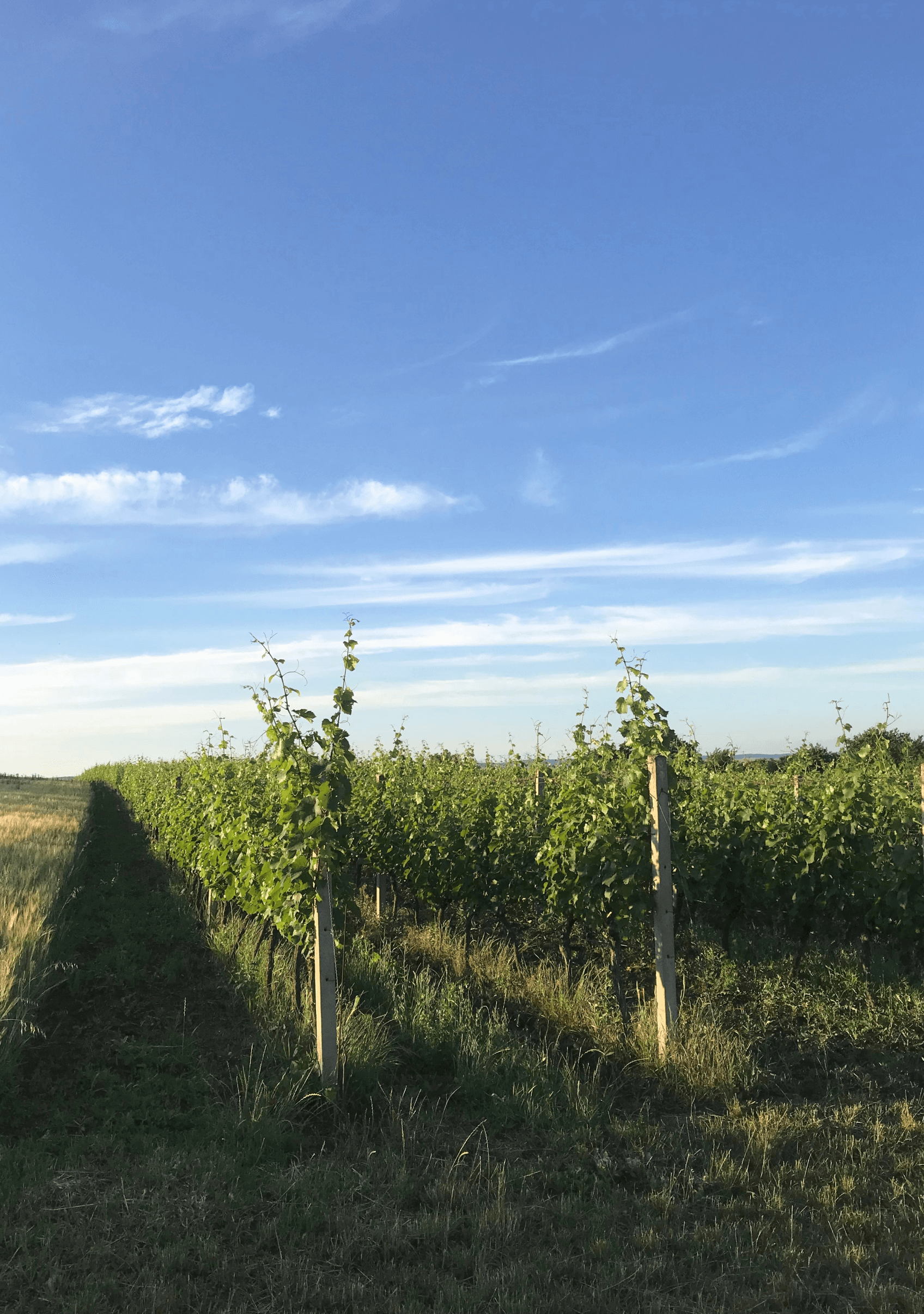 Stádliska Brumovice