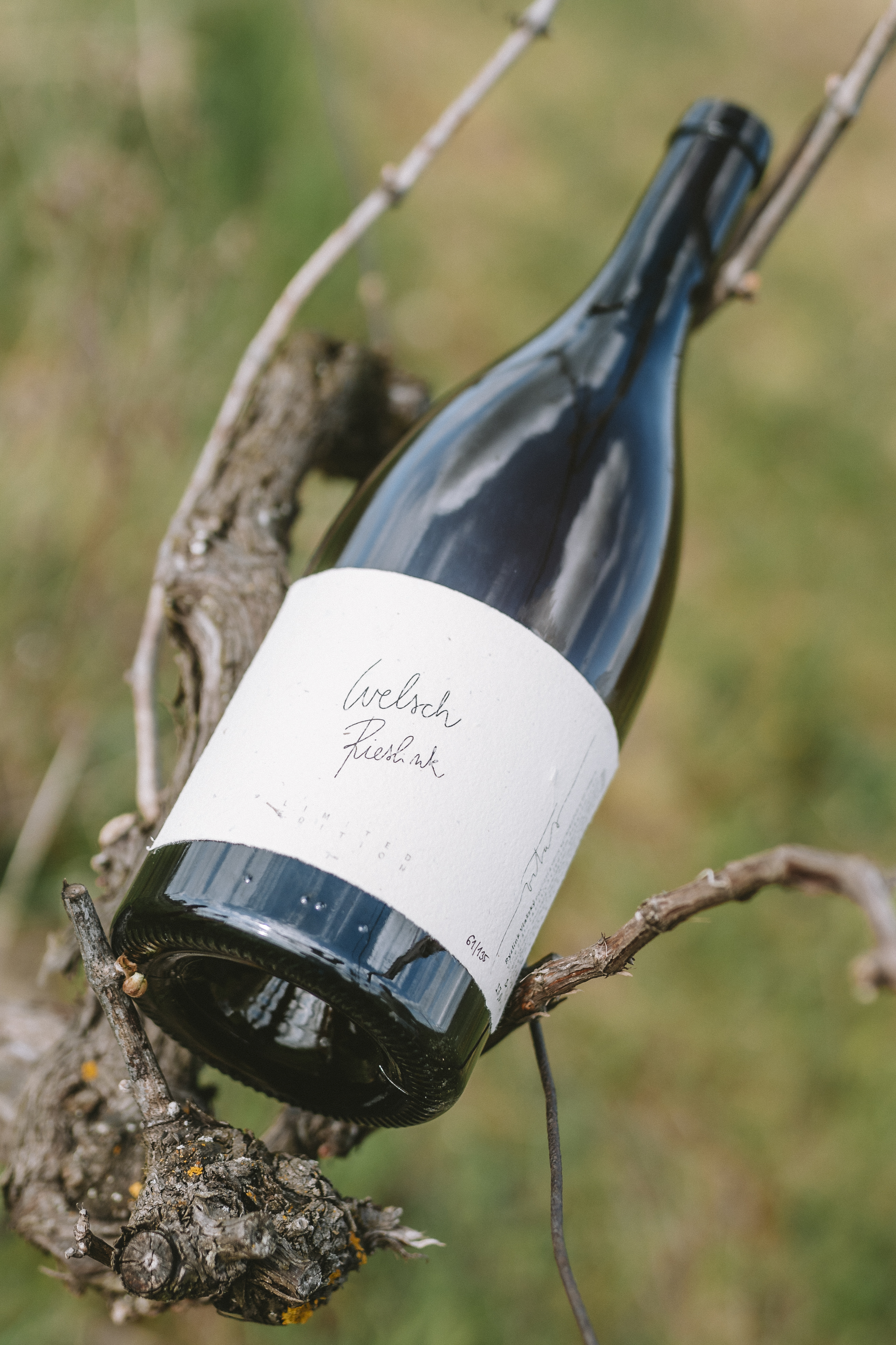 Magnum Ryzlink vlašský